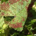 araña roja insecticida