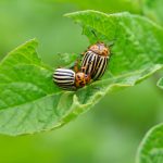 insecticida escarabajos