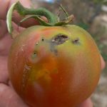 tuta absoluta insecticida