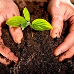 Abono Grama ECO 2 kg Massó Garden para kikuyo y gramón