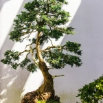 Abono para Bonsáis Massó Garden
