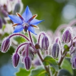 Semillas para Atraer Abejas 20g – Flora autóctona para proteger polinizadores y biodiversidad en tu jardín