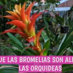 Abono para Orquídeas y Bromelias 350ml - Floración Prolongada y Raíces Sanas