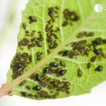 Vithal Insecticida Forte 200ml – Protección Natural Contra Pulgones, Cochinillas y Ácaros