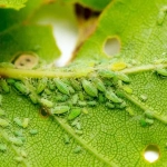 Insecticida DELMUR 10ml – Elimina pulgones, orugas y escarabajos en huerto y jardín