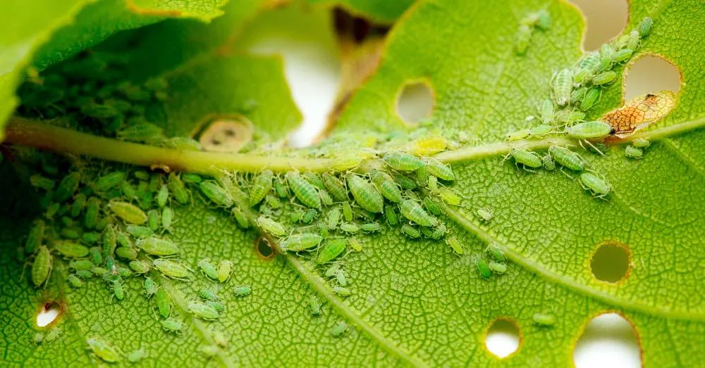 CUĂNDO APLICAR INSECTICIDA EN PLANTAS Y QUĂ ERRORES EVITAR