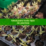 Hormonas Enraizantes Chryzotop 25 g para Esquejes