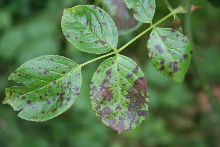 Fungicida DOMARK EVO 15ml – Elimina Oídio y Septoria con acción sistémica en huerto