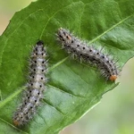 Insecticida polivalente Rocalba