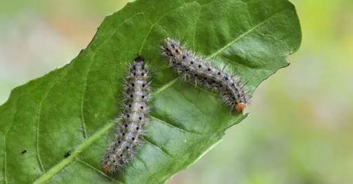 Insecticida polivalente Rocalba