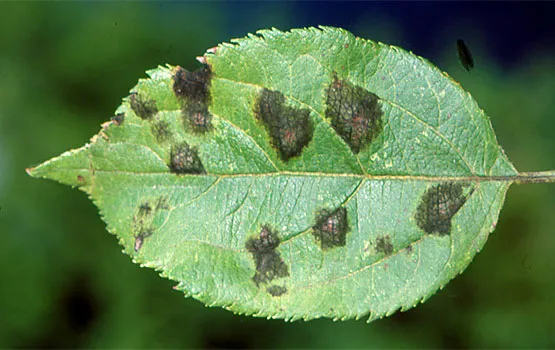 Hongos en plantas: cómo identificarlos y qué tratamiento elegir