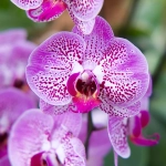 Abono para orquídeas Vithal 250 ml