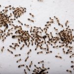 plaga de hormigas