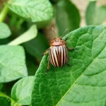 Insecticida DELMUR 10ml – Elimina pulgones, orugas y escarabajos en huerto y jardín