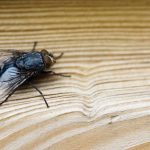 preben moscas y mosquitos