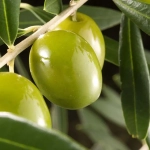 Abono para Olivos – Nutrición Completa con Nitrógeno, Potasio y Boro