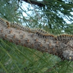 Procesionaria del pino