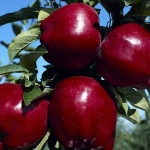 Abono para Huerto, Huerta y Árboles Frutales Massó 1L