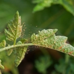 Azufre en Polvo Mojable Ecológico 50g