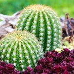 Abono para Cactus 250 ml