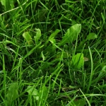 Herbicida Selectivo Césped