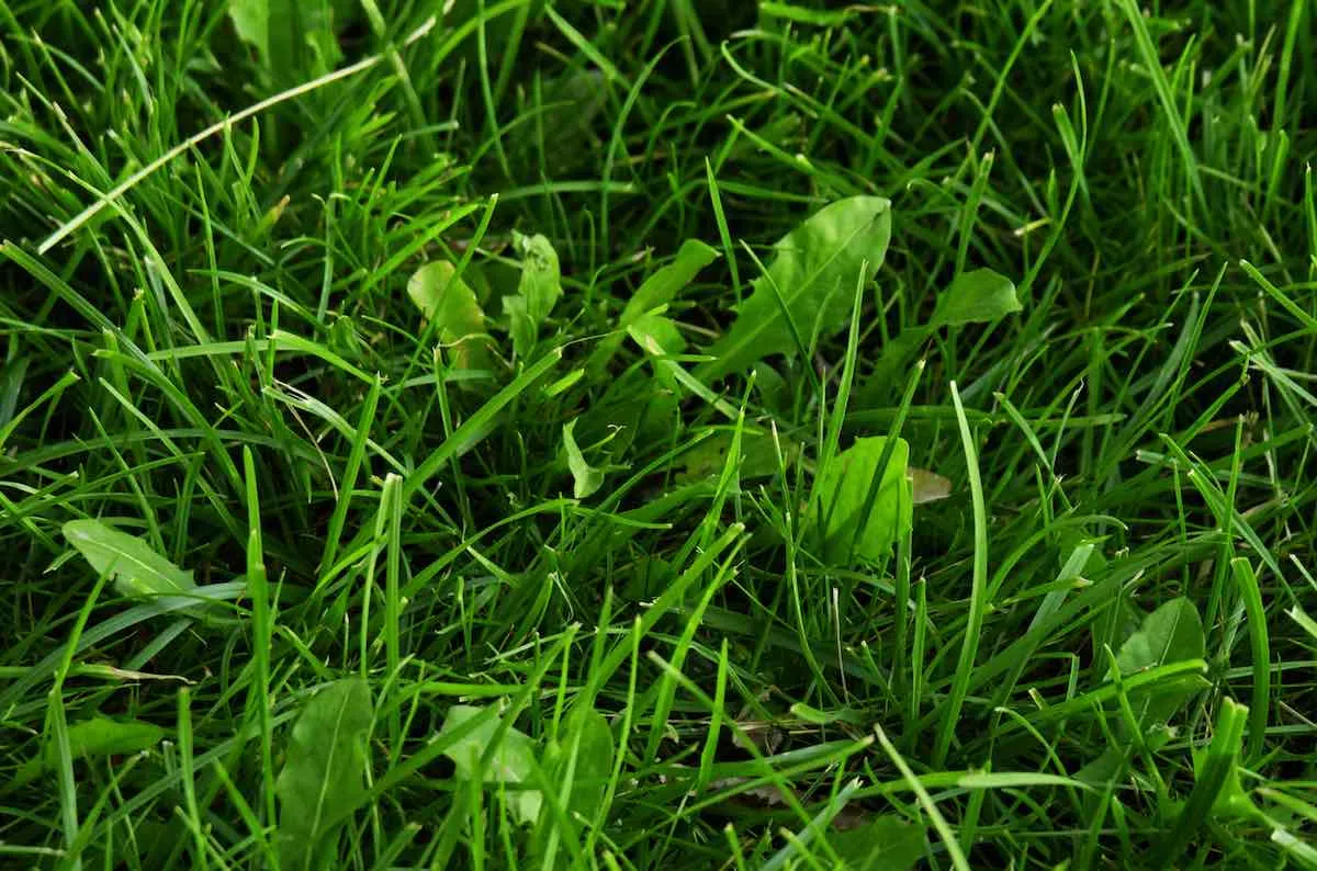 Herbicida Selectivo Césped