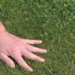 herbicida cesped hoja ancha malas hierbas