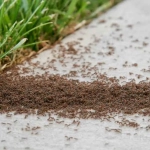 Anti-Hormigas Espolvoreo 250g – Polvo Insecticida de Acción Inmediata para Hormigas y Cucarachas Uso Interior