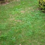 malas hierbas cesped