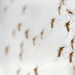 preben moscas y mosquitos