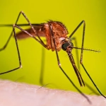 Gel con Citronela Repelente de mosquitos