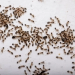 Anti-Hormigas Espolvoreo 250g – Polvo Insecticida de Acción Inmediata para Hormigas y Cucarachas Uso Interior