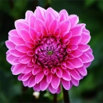 Abono con Guano Massó Garden 1 L