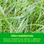 Césped Duro con Kikuyu Rocalba 1 kg