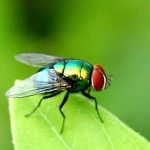 Trampa Atrapamoscas para exterior