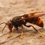 Trampa Avispa Velutina con Atrayente – Control Natural de Avispas y Avispones