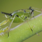 Trampa Cromática Sin Insecticidas contra Mosca Blanca, Pulgones, Minadores y Trips