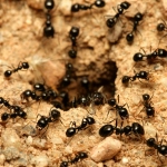 Gel para Hormigas 2x2g – Elimina el Nido con Eficacia hasta 3 Meses