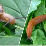 Imagen Babosas y caracoles