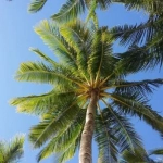 Abono Palmeras ECO Granulado Massó 800g