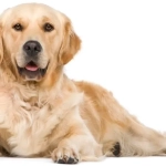 Pipetas Naturales PARASITAL para Perros Grandes +25 kg – Protección Eficaz contra Pulgas, Garrapatas y Mosquitos Leishmaniosis