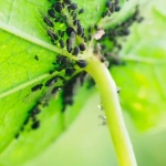 Trampa Cromática Sin Insecticidas contra Mosca Blanca, Pulgones, Minadores y Trips