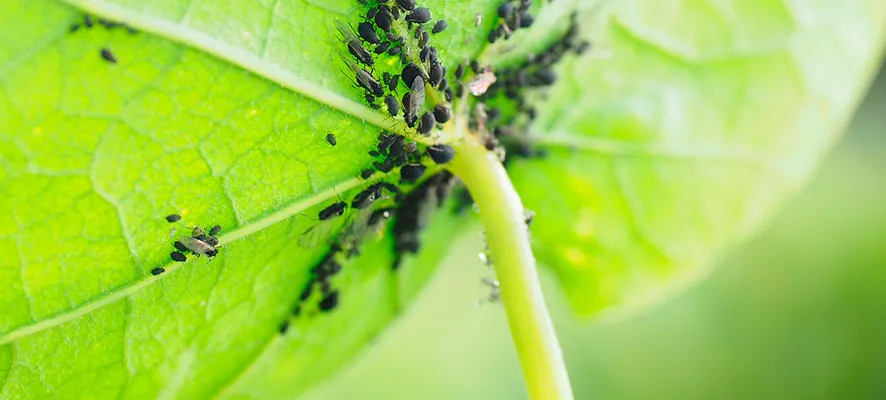 Insecticidas de contacto o sistémicos: diferencias y cuándo usar cada uno