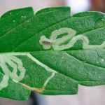 Trampa Cromática Sin Insecticidas contra Mosca Blanca, Pulgones, Minadores y Trips