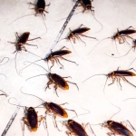 LETAL Gel Cucarachas 10g – Insecticida Profesional para Eliminar Colonias de Cucarachas en tu Hogar