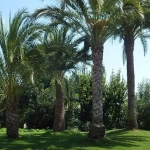 Abono Palmeras ECO Granulado Massó 800g