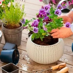 Bastoncitos Fertilizantes Plantas de Flor – Nutrición prolongada para floración intensa y duradera