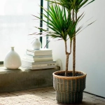 Pipetas Fertilizantes Plantas de Interior 40ml – Nutrición instantánea para hojas verdes y plantas sanas