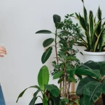 Bastoncitos Fertilizantes Plantas Verdes – Nutrición prolongada para hojas fuertes y brillantes