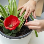 Bastoncitos Fertilizantes Plantas de Flor – Nutrición prolongada para floración intensa y duradera